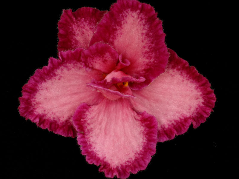 (image for) Sassy Sadie (Lyon's)