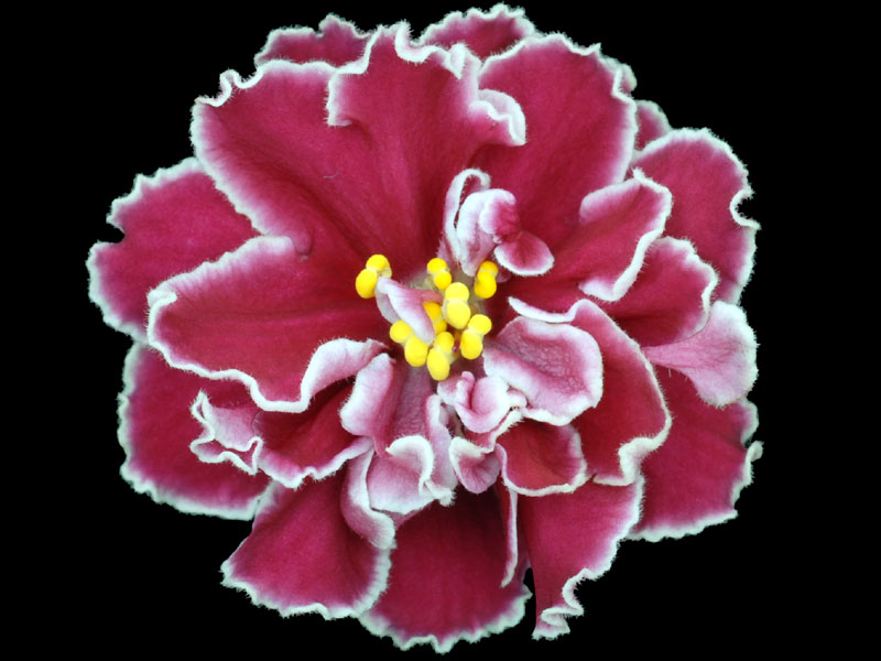 (image for) Secret Rendezvous