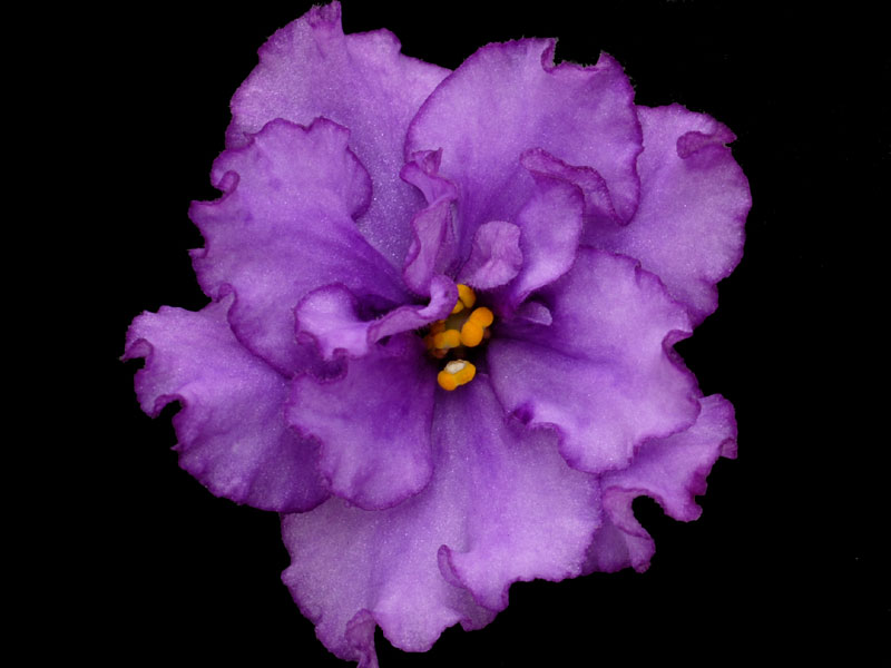 (image for) Silent Prayer