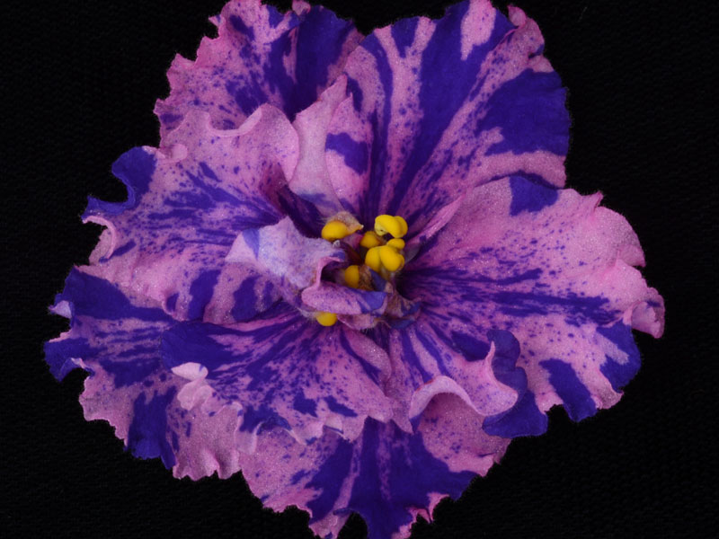 (image for) Silk Art