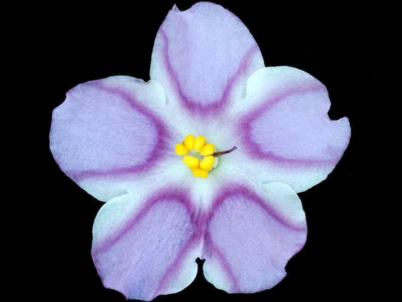 (image for) Silk 'n' Lace