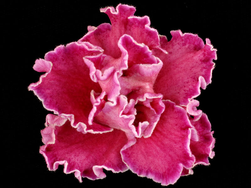 (image for) Sister's Secrets