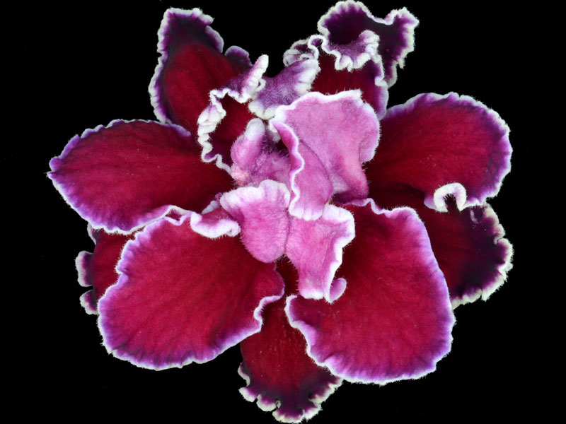 (image for) Sleigh Bells