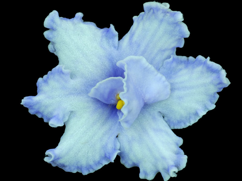 (image for) Solemn Promise