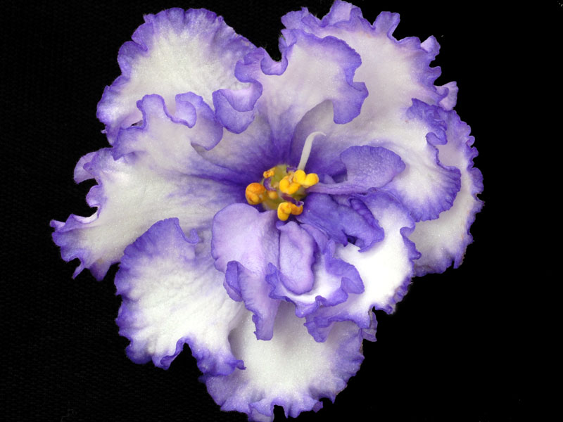 (image for) Spectacular (Lyon's)