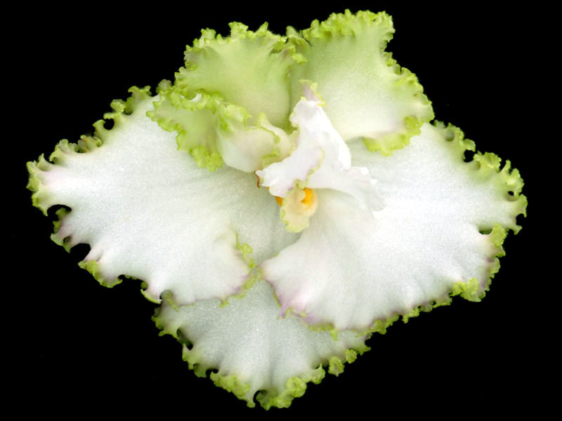 (image for) Spring Dancer