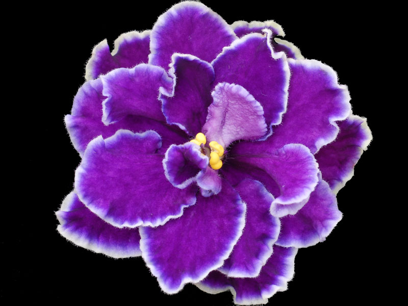 (image for) Starry Night Blue