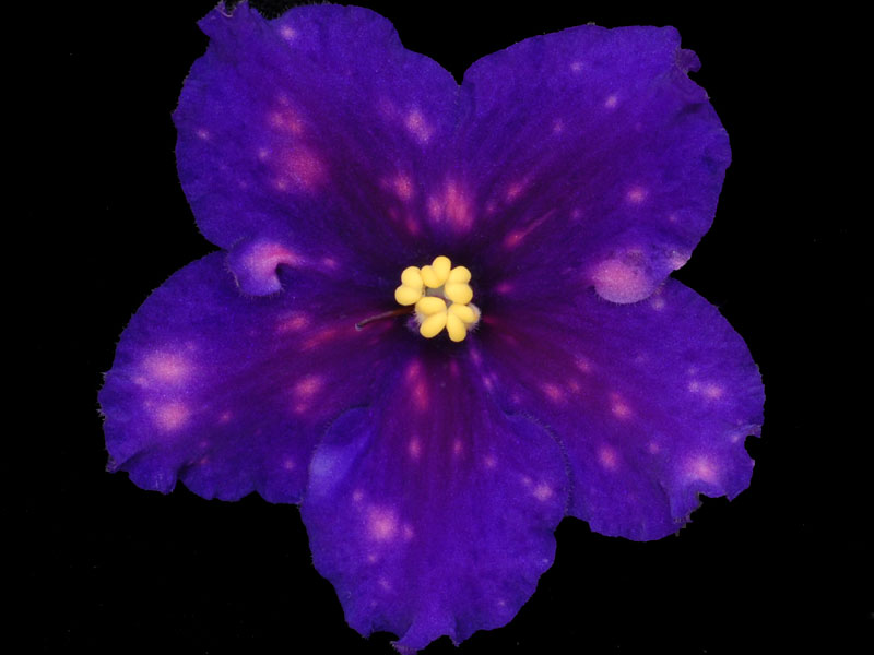 (image for) Startrick