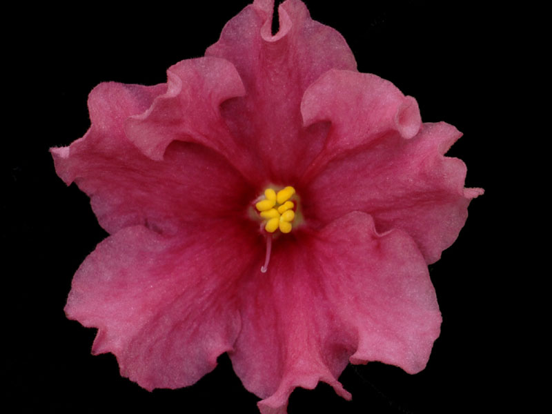 (image for) Summer Coral