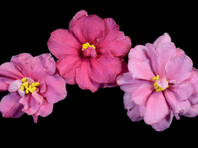 (image for) Sunrise Tide