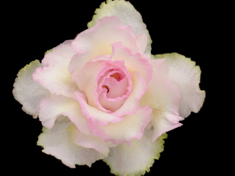 (image for) Sunshine Girl