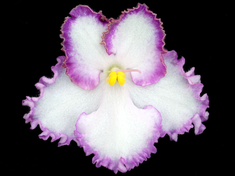 (image for) Sweet Affair