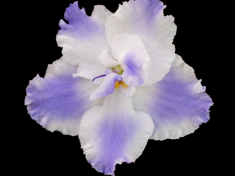 (image for) Taffeta Blue