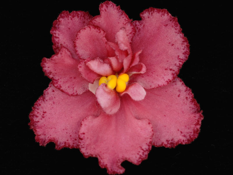 (image for) Tahitian Sunset