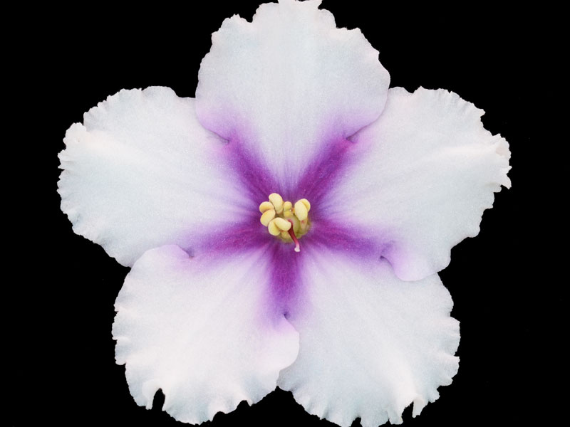 (image for) Texas Stardom