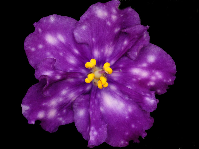 (image for) Timeless Memory