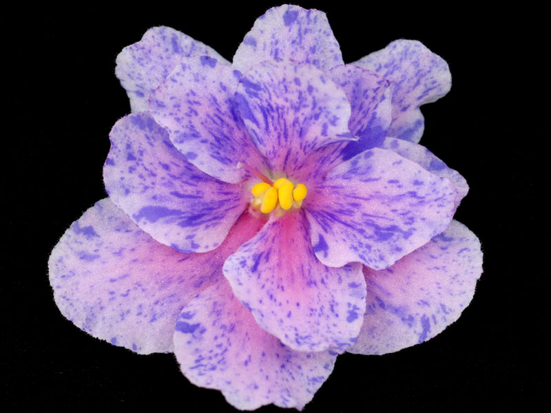 (image for) Twinkle Twirl