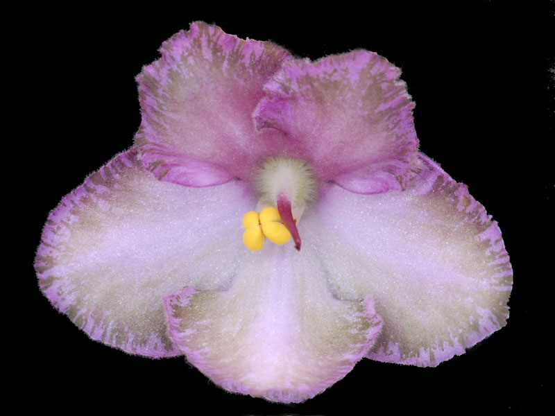 (image for) Wild Irish Rose