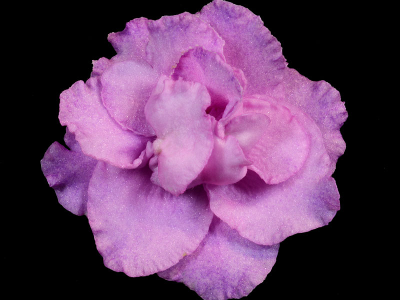 (image for) Wrangler's Hayride