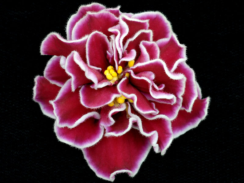 (image for) Zoe (Lyon's)