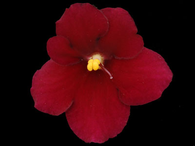 (image for) Aca's Red Ember