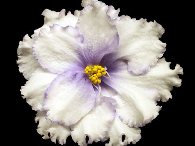 (image for) Alaskan Frost