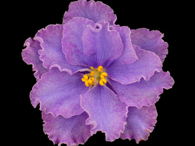 (image for) Alison's Laughter