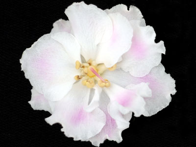 (image for) Angel's Innocence