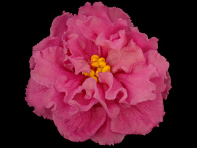 (image for) Antique Tapestry