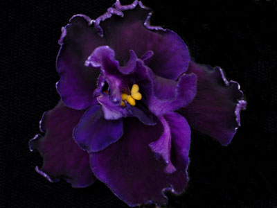 (image for) Apache Midnight