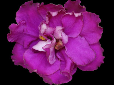 (image for) Apache Redcoats