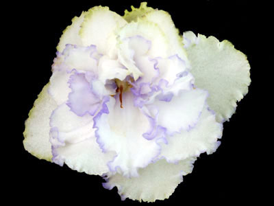 (image for) Arctic Bliss