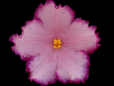 (image for) Austin's Smile