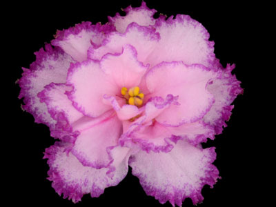 (image for) Bahama Breeze