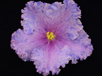 (image for) Beach Party