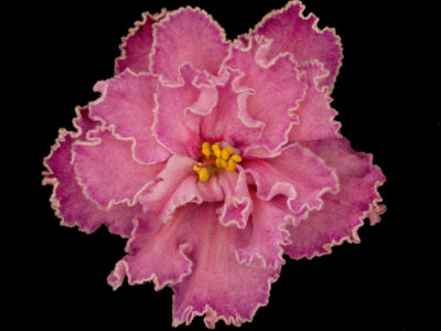 (image for) Best Friends