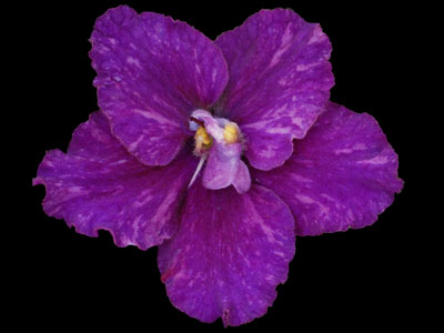 (image for) Black Magic (Lyon's)