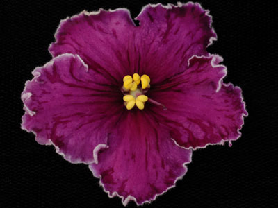 (image for) Black Tie Affair