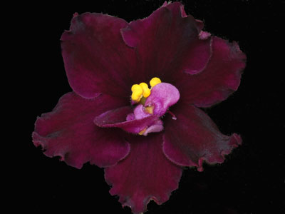 (image for) Blackberry Jam