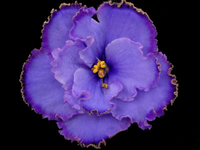 (image for) Blue Dragon