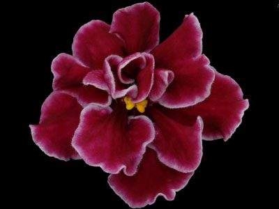 (image for) Bob Serbin