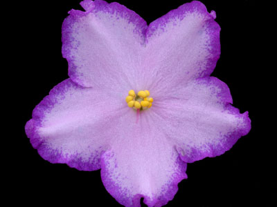 (image for) Bubble Gum Charm