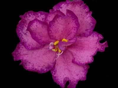 (image for) Buckeye Colossal