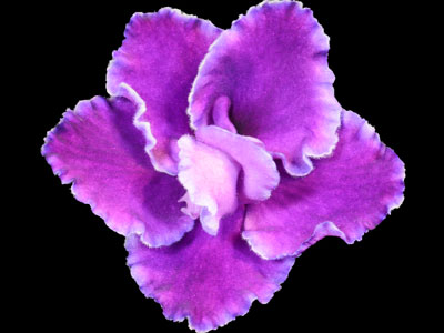 (image for) Buckeye Kissy Face