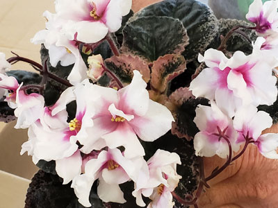 (image for) Buckeye My Oh My