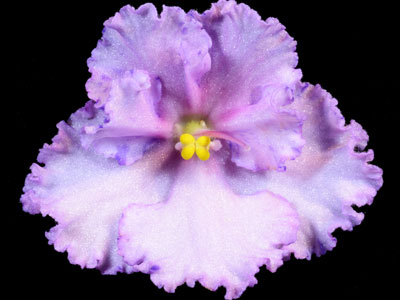 (image for) Buckeye Ticker Tape