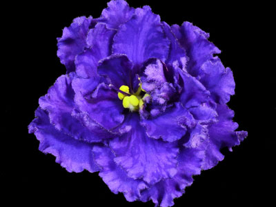 (image for) Cajun's Dark Shadows