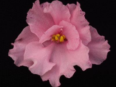 (image for) Cajun's Flamboyant Mistress