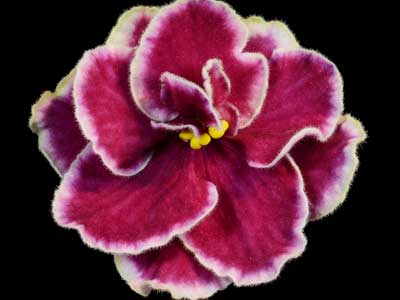 (image for) Candyman