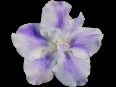 (image for) Carolina Absolute Ripper